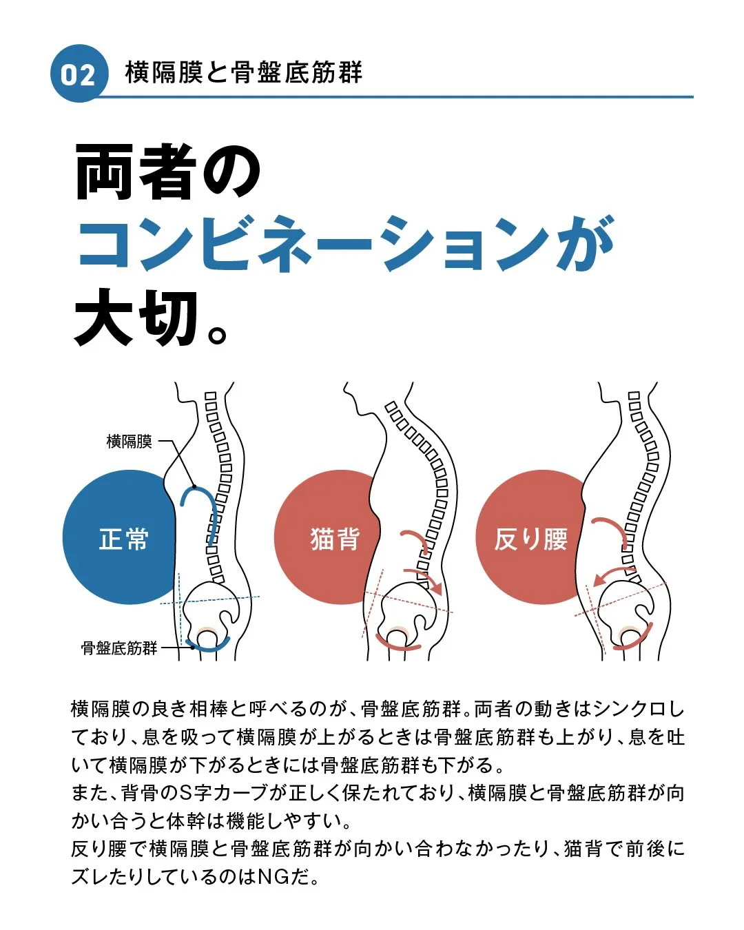 呼吸と体幹