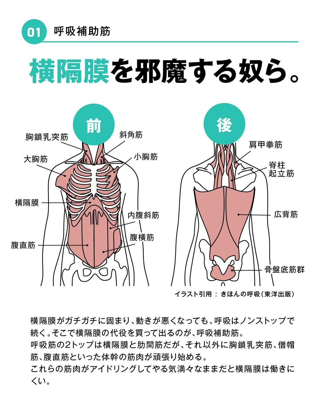 呼吸と体幹